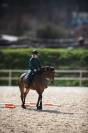 Poney de sport 