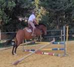 Cheval 5 ans polyvalent saut cross
