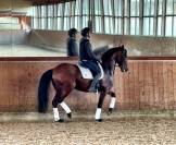 Ruin Lusitano Te koop 2015 Bruin ,  zimbro