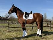 Ruin Lusitano Te koop 2015 Bruin ,  zimbro