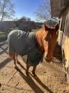 Jument anglo-arabe 11 ans