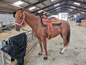 Jument anglo-arabe 11 ans