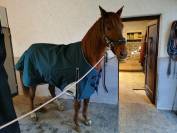 Jument anglo-arabe 11 ans