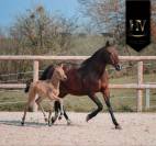 ✨️ M&acirc;le kwpn Isabelle Lusitanosport ✨️