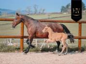 ✨️ M&acirc;le kwpn Isabelle Lusitanosport ✨️