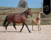 ✨️ M&acirc;le kwpn Isabelle Lusitanosport ✨️