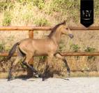 ✨️ M&acirc;le kwpn Isabelle Lusitanosport ✨️
