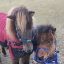 Poulain AMHA / NMPRS PIE  (30/04/25)