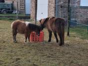 Poulain AMHA / NMPRS PIE  (30/04/25)