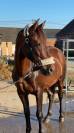 Magnifique hongre de 16ans