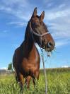 Magnifique hongre de 16ans
