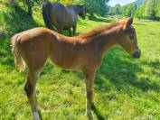 Poulain DE SPORT g&eacute;n&eacute;tique exceptionnelle