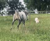 Magnifique cheval de loisir PSA