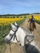 Magnifique cheval de loisir PSA