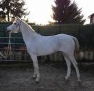 Jument pur sang arabe qualifi&eacute;e CEI