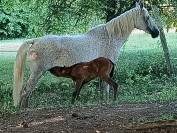 Jument pur sang arabe qualifi&eacute;e CEI