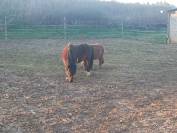 Cheval Miniature Am&eacute;ricain 