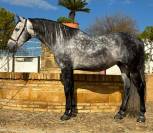 Grand, volontaire et digne de confiance.