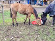 Pouliche Paint horse PP