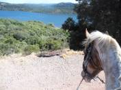 Pension chevaux MONTPELLIER