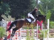 Pension chevaux MONTPELLIER