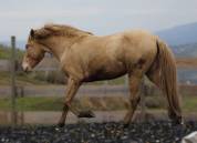 &Eacute;talon PRE double pearl