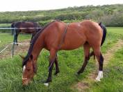 Vends petit jument de loisirs AA 7 ans tr&egrave;s facile