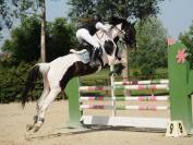 Cavallo da salto pezzato