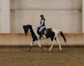 Cavallo da salto pezzato