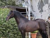 Entier espagnol PP de grande taille