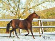 Entier espagnol PP de grande taille