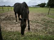 Deux chevaux pour vos promenades 