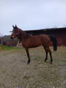 pouliche pur-sang arabe 