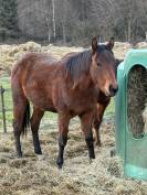 Jument quarter horse 