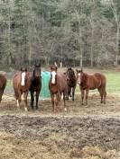 Jument quarter horse 