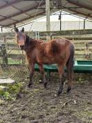 Jument quarter horse 