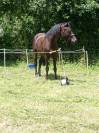Poney PSF (25% KANTJE'S RONALDO)- hongre - 1m53 - 7 ans