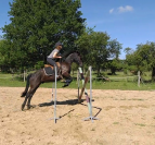Poney PSF (25% KANTJE'S RONALDO)- hongre - 1m53 - 7 ans