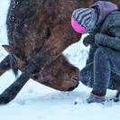 Relienselle - M&eacute;diation &Eacute;quine