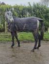 Exceptionelle Nana ~ Pur-sang ( PS)  ~ 3 ans ~ 1m68,5