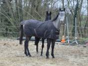 Exceptionelle Nana ~ Pur-sang ( PS)  ~ 3 ans ~ 1m68,5