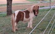 Poulain shetland PP