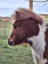 Poulain shetland PP
