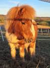 Poulain shetland PP