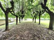 MAISON BOURGEOISE - SECTEUR BEAUJOLAIS