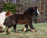 Magnifique poulain Irish Cob PP