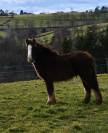 Magnifique poulain Irish Cob PP