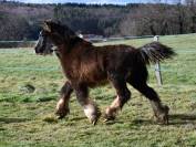 Magnifique poulain Irish Cob PP
