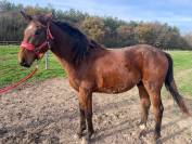 O my boy d&rsquo;Asvi 