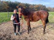 O my boy d&rsquo;Asvi 